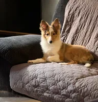 River, a female Shetland Sheepdog for sale in Neenah, WI – 4 of 5
