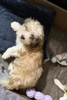 Brandi, a female Cockapoo for sale in Neenah, WI – 4 of 4
