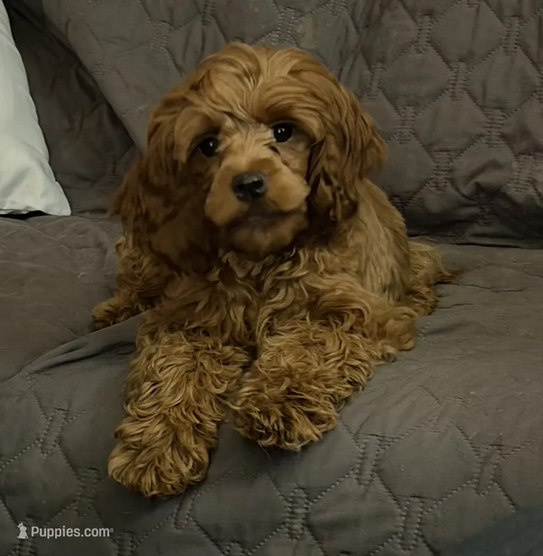 Cherry – Cockapoo puppy on hold in Neenah, WI