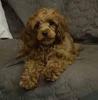 Cherry, a female Cockapoo for sale in Neenah, WI – 1 of 7