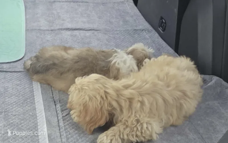 Brandi – Cockapoo puppy for sale in Neenah, WI