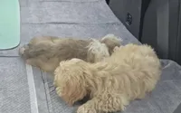 Brandi, a female Cockapoo for sale in Neenah, WI – 1 of 4