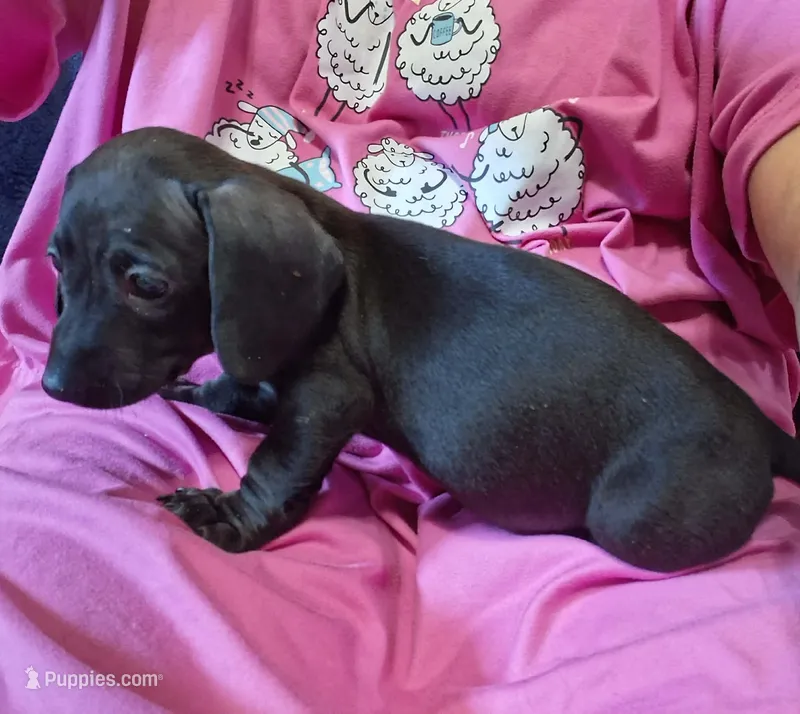 Puppy1 – Dachshund, Chihuahua puppy for sale in Neenah, WI
