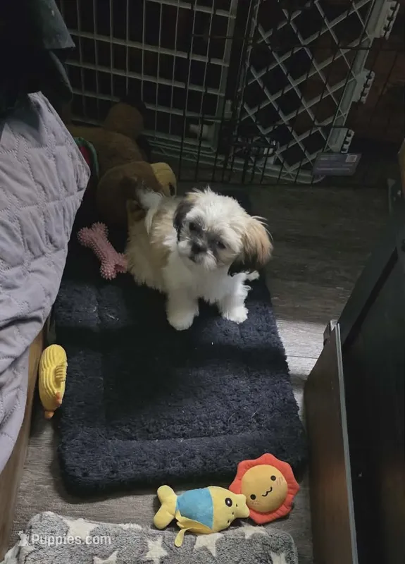 Lady – Shih Tzu puppy for sale in Neenah, WI