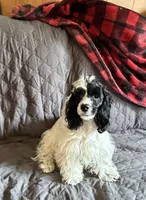 Panda, a female Cockapoo for sale in Neenah, WI – 4 of 6