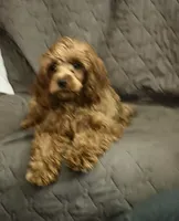 Cherry, a female Cockapoo for sale in Neenah, WI – 4 of 7