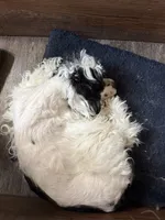 Panda, a female Cockapoo for sale in Neenah, WI – 6 of 6
