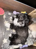 Meeko, a male Shih Tzu for sale in Neenah, WI – 4 of 5