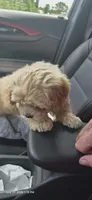Latte, a male Cockapoo for sale in Neenah, WI – 2 of 4
