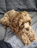 Cherry, a female Cockapoo for sale in Neenah, WI – 2 of 7