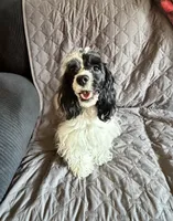 Panda, a female Cockapoo for sale in Neenah, WI – 5 of 6