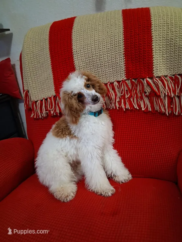 Kiko – Poodle - Miniature  puppy for sale in Neenah, WI