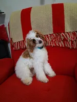 Kiko, a male Poodle - Miniature  for sale in Neenah, WI – 1 of 2