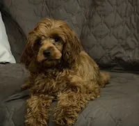 Cherry, a female Cockapoo for sale in Neenah, WI – 6 of 7