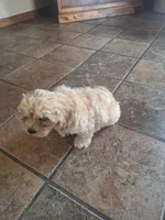 Latte, a male Cockapoo for sale in Neenah, WI – 4 of 4
