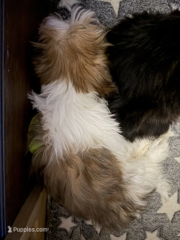 Lady – Shih Tzu puppy for sale in Neenah, WI