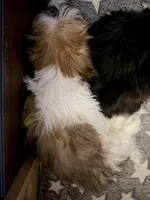 Lady, a female Shih Tzu for sale in Neenah, WI – 1 of 3