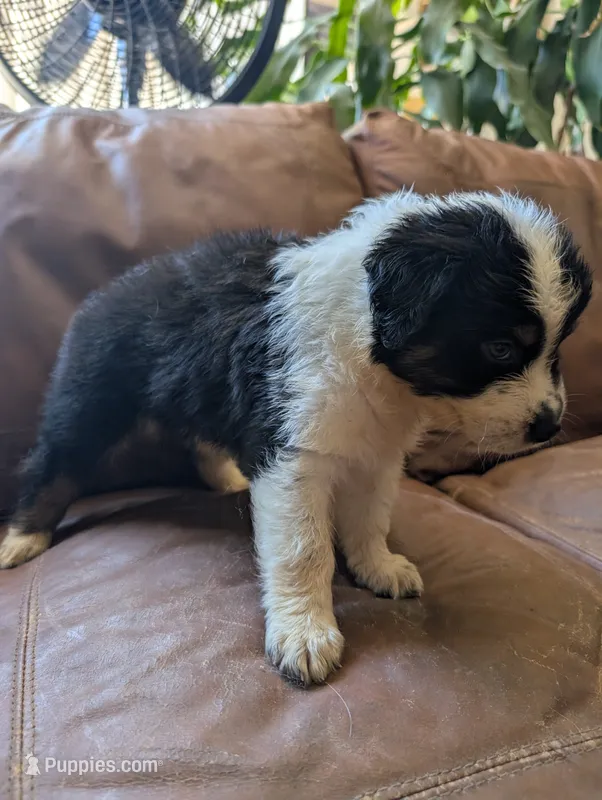 Adele – Australian Shepherd puppy for sale in Joshua Tree, CA