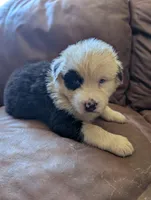 Black eye, a female Australian Shepherd for sale in Joshua Tree, CA – 2 of 3