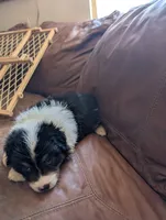 Bashful, a female Australian Shepherd for sale in Joshua Tree, CA – 3 of 3