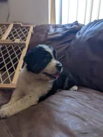 Adele, a female Australian Shepherd for sale in Joshua Tree, CA – 3 of 3