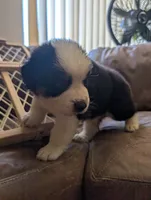 Cartwright, a male Australian Shepherd for sale in Joshua Tree, CA – 2 of 3