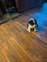 Adele, a female Australian Shepherd for sale in Joshua Tree, CA – 4 of 5