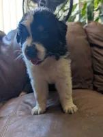 Adele, a female Australian Shepherd for sale in Joshua Tree, CA – 2 of 3