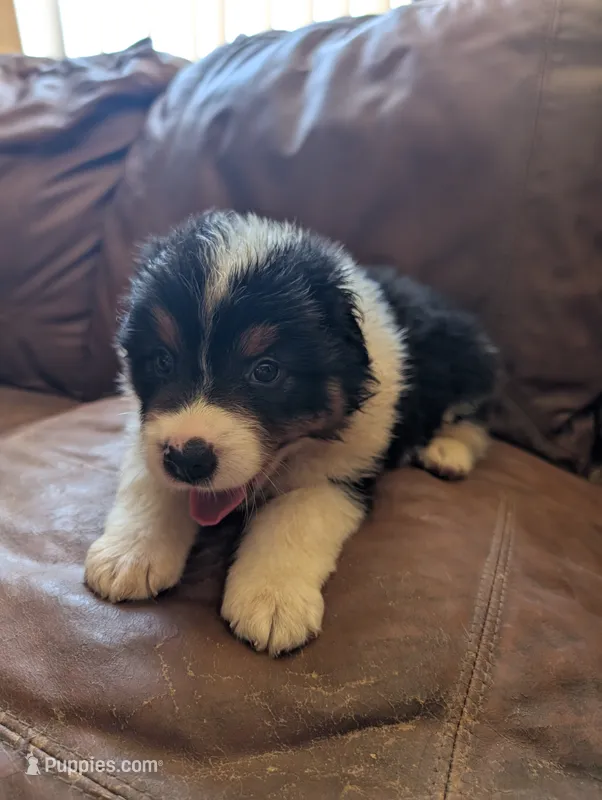 Bashful – Australian Shepherd puppy for sale in Joshua Tree, CA