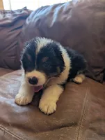 Bashful, a female Australian Shepherd for sale in Joshua Tree, CA – 1 of 3