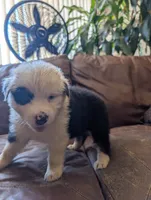 Black eye, a female Australian Shepherd for sale in Joshua Tree, CA – 3 of 3