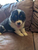 Bashful, a female Australian Shepherd for sale in Joshua Tree, CA – 2 of 3