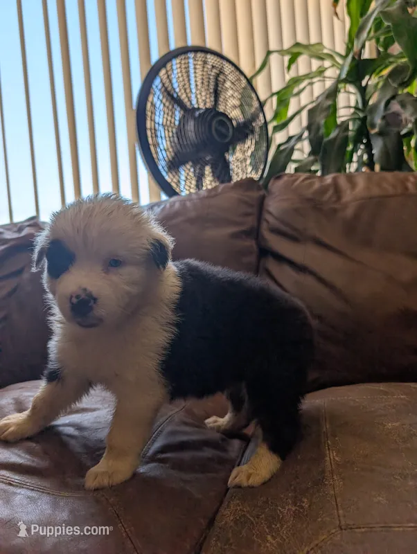 Black eye – Australian Shepherd puppy for sale in Joshua Tree, CA