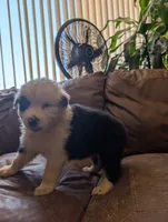 Black eye, a female Australian Shepherd for sale in Joshua Tree, CA – 1 of 3
