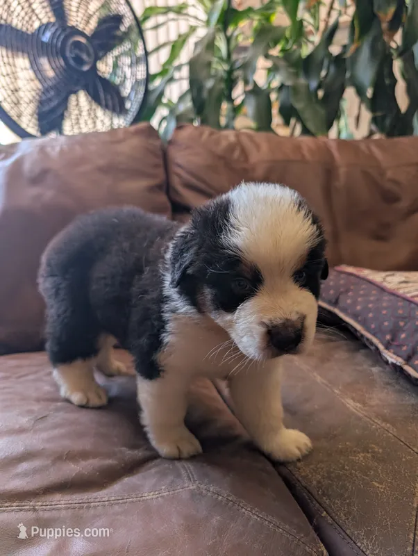 Cartwright – Australian Shepherd puppy for sale in Joshua Tree, CA