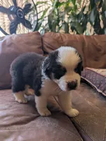 Cartwright, a male Australian Shepherd for sale in Joshua Tree, CA – 1 of 3