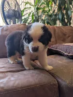 Cartwright, a male Australian Shepherd for sale in Joshua Tree, CA – 3 of 3