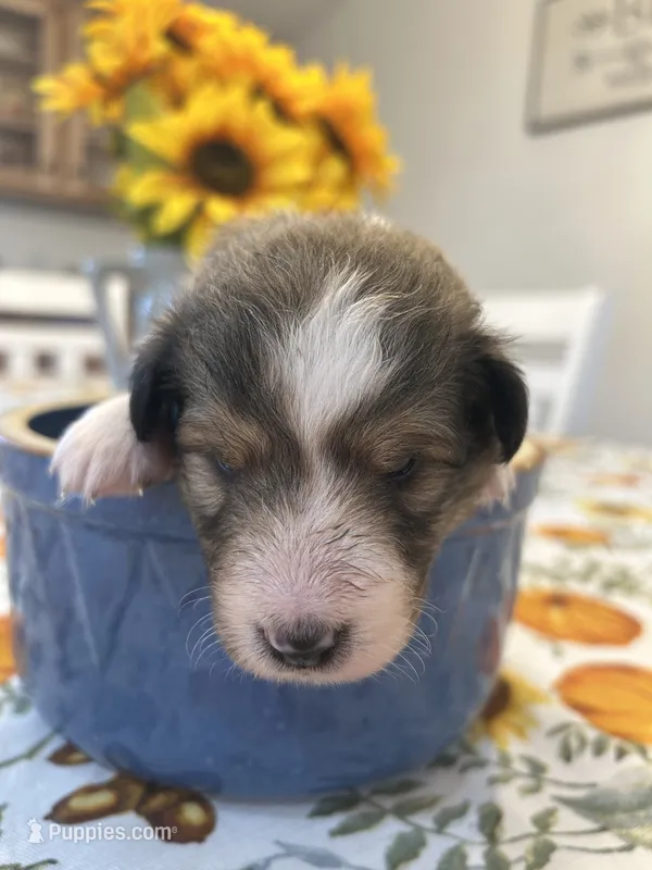 Daisy – Shetland Sheepdog puppy for sale in Wayne City, IL