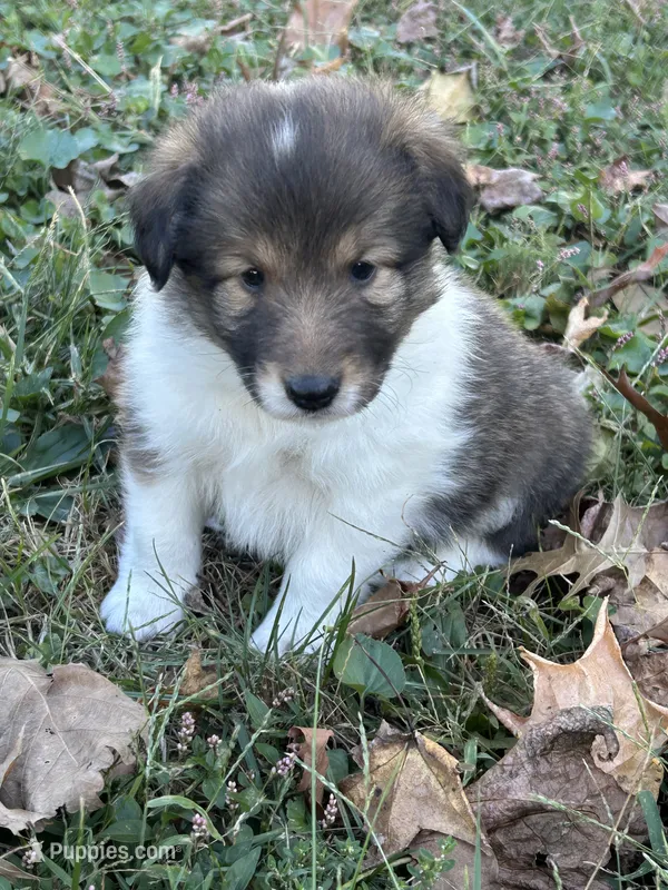 Charlie – Shetland Sheepdog puppy for sale in Wayne City, IL