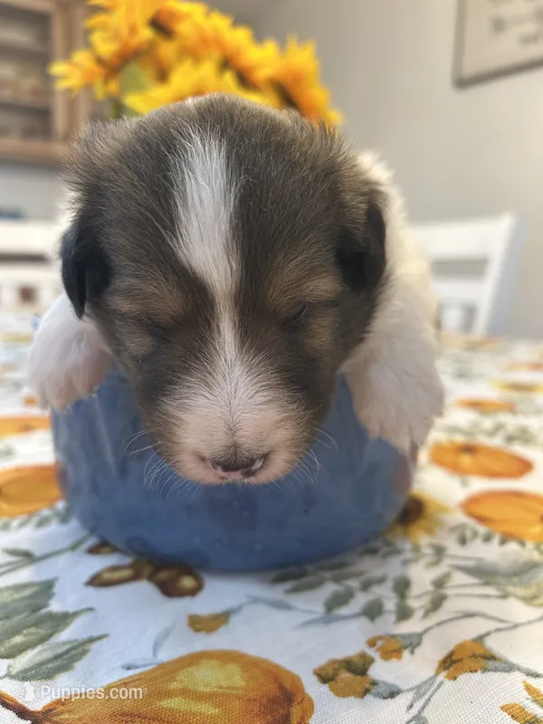 Cooper – Shetland Sheepdog puppy for sale in Wayne City, IL