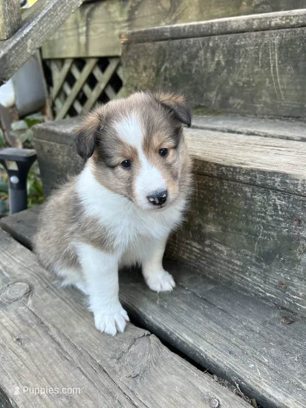 Cash – Shetland Sheepdog puppy for sale in Wayne City, IL