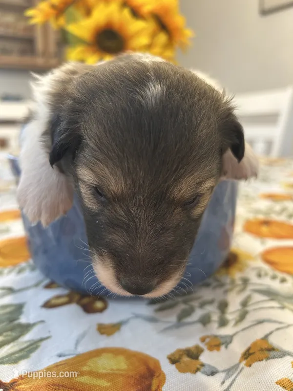 Charlie – Shetland Sheepdog puppy for sale in Wayne City, IL