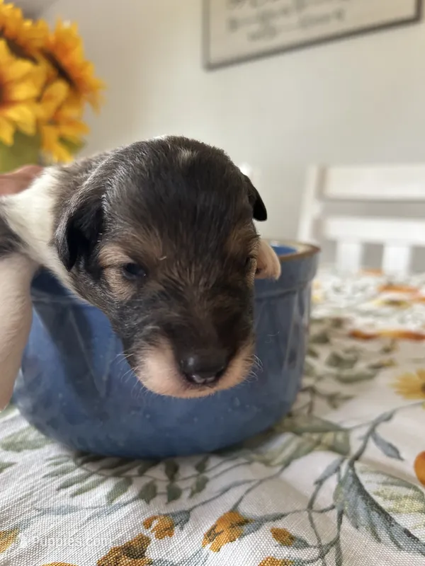 Charlie – Shetland Sheepdog puppy for sale in Wayne City, IL