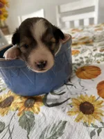Daisy, a female Shetland Sheepdog for sale in Wayne City, IL – 2 of 2