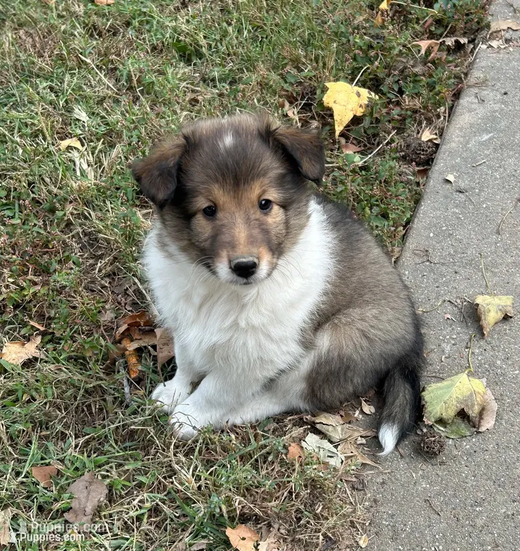 Charlie – Shetland Sheepdog puppy for sale in Wayne City, IL