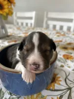 Cooper, a male Shetland Sheepdog for sale in Wayne City, IL – 1 of 1