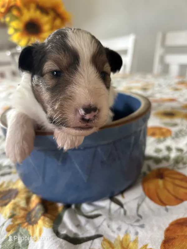 Dolly – Shetland Sheepdog puppy for sale in Wayne City, IL