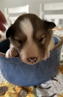Cash, a male Shetland Sheepdog for sale in Wayne City, IL – 1 of 1