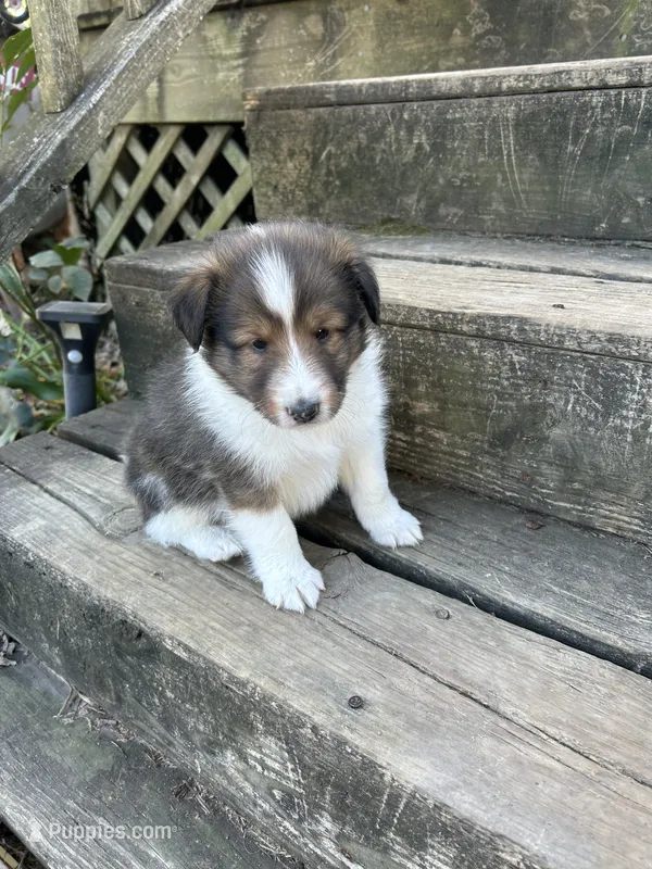 Cooper – Shetland Sheepdog puppy for sale in Wayne City, IL