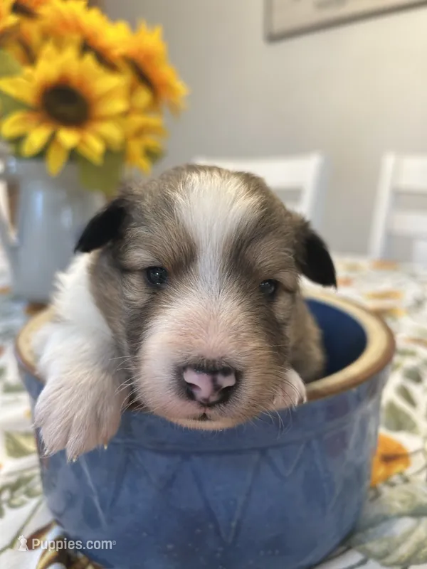Cash – Shetland Sheepdog puppy for sale in Wayne City, IL